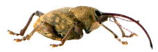 Balanin des noisettes (Balaninus nucum), femelle vue de côté