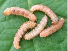 Cydia splendana: chenilles &agrave; terme, photo 2