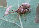 Balanins: accouplement, photo 1