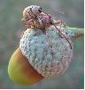 Balanins: accouplement, photo 2