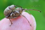 Balanins: accouplement, photo 3