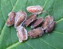 Carpocapse des châtaines (Cydia splendana): exemples de cocons, photo 4