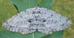 Boarmie du ch&ecirc;ne (Hypomecis roboraria) adulte.