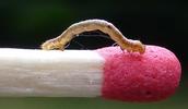 Boarmie du chêne (Hypomecis roboraria), chenille stade 3, photo 2