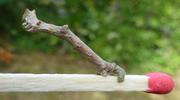 Boarmie du chêne (Hypomecis roboraria), chenille stade 5, photo 1.