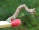 Boarmie du chêne (Hypomecis roboraria), chenille stade 5, photo 2