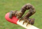 Boarmie du chêne (Hypomecis roboraria),  chenille stade 5, échelle,  photo 2