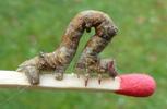 Boarmie du chêne (Hypomecis roboraria),  chenille stade 5, échelle,  photo 3.