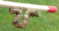 Boarmie du chêne (Hypomecis roboraria),  chenille stade 5, échelle,  photo 4.