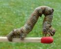 Boarmie du chêne (Hypomecis roboraria),  chenille à terme.