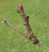 Boarmie du chêne (Hypomecis roboraria),  chenille stade 5 "in situ", photo 2.