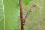 Boarmie du chêne (Hypomecis roboraria), chenille "in situ" photo 1.