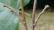 Boarmie du chêne (Hypomecis roboraria), duo de chenille "in situ".