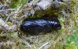 Boarmie du chêne (Hypomecis roboraria),  chrysalide dans son cocon.
