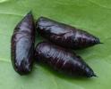 Boarmie du chêne (Hypomecis roboraria),  chrysalides isolées, photo 1.