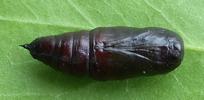 Boarmie du chêne (Hypomecis roboraria),  chrysalide en vue ventrale.