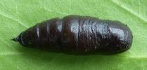 Boarmie du chêne (Hypomecis roboraria),  chrysalide en vue dorsale.