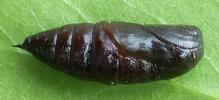 Boarmie du chêne (Hypomecis roboraria),  chrysalide en vue latérale.