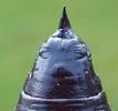 Boarmie du chêne (Hypomecis roboraria),  apex de chrysalide mâle