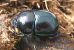 Geotrupes  pyrenaeus) photo 2.