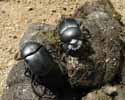 Scarabée sacré (Scarabaeus sacer), adultes sur crottin.