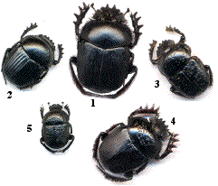 scarabaeus (sacer, laticollis, variolosus, semipunctatus), gymnopleurus flagellatus
