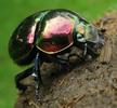 Geotrupes pyrenaeus coruscan sur crottin, photo 2.