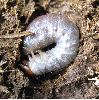 Aphodius fossor, détail de la larve