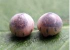 Brahmaea hearseyi, oeufs prêts à éclore