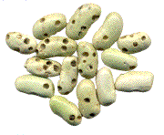 flageollets bruchés