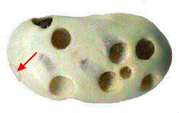 trous de sorties sur un haricot