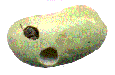 émergence d'une bruche