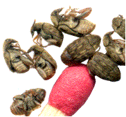 bruches du haricot (adultes)