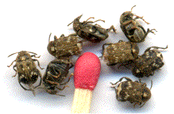 bruches du pois (adultes)