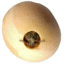 &eacute;mergence d'une bruche