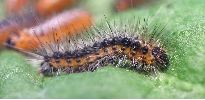 chenille stade pileux (d&eacute;tail)