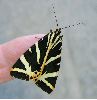 écaille chinée au repos