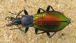 Chrysotribax hispanus