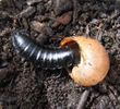 larve de carabe au dernier stade attaquant un escargot