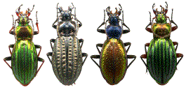 carabes (punctatoauratus, clathratus, hispanus, auronitens)