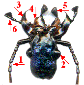 tête de carabe et appendices