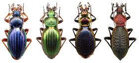 carabes (auratus, adonis, nankotaizanus