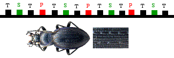 sculpture élytrale de carabe (type triploide homodyname)