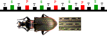 sculpture élytrale de carabes (type triploide hétérodyname)