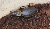 Chaetocarabus intricatus f.ind. aurulentus photo 12