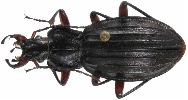 Carabus (Chrysocarabus) auronitens (photo 4)