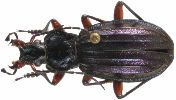 Carabus (Chrysocarabus) auronitens (photo 3)