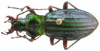Carabus (Chrysocarabus) auronitens (photo 8)