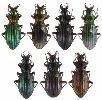 Carabus (Chrysocarabus) auronitens, gamme chromatique