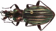 Carabus (Chrysocarabus) auronitens (photo 2-3)